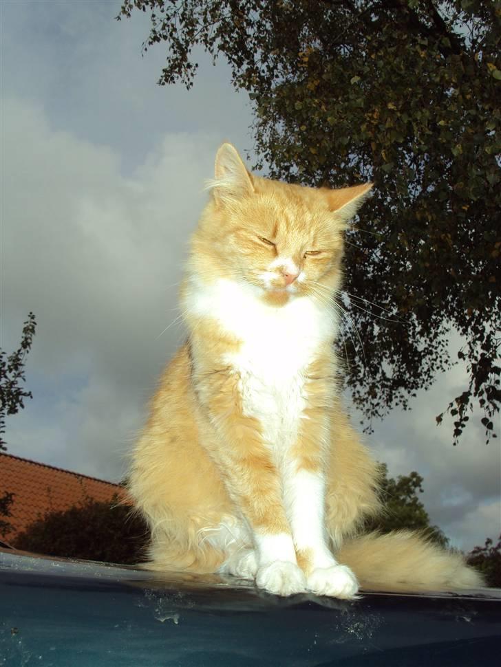 Blanding af racer Floffi baby chiller billede 13