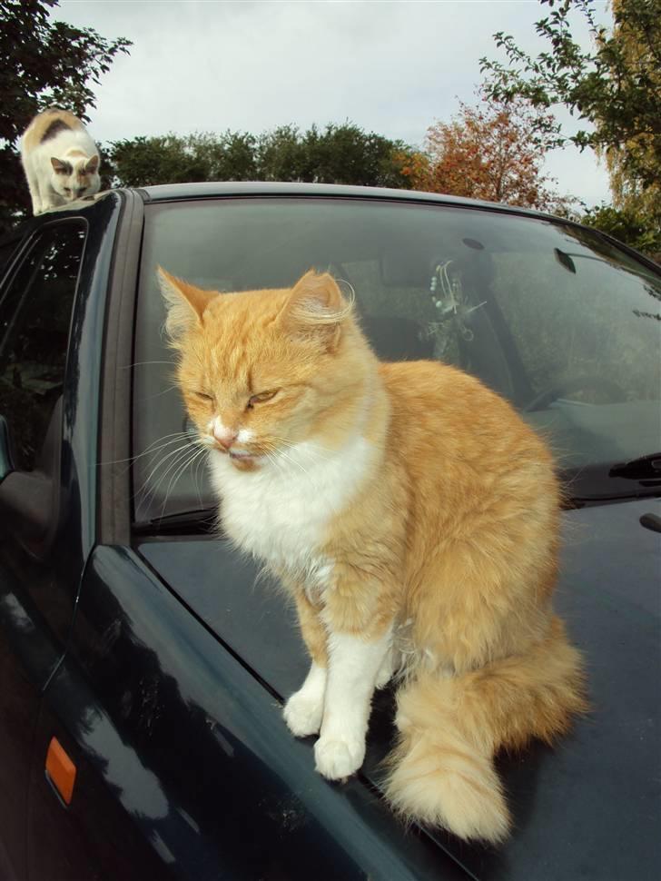 Blanding af racer Floffi baby chiller billede 14