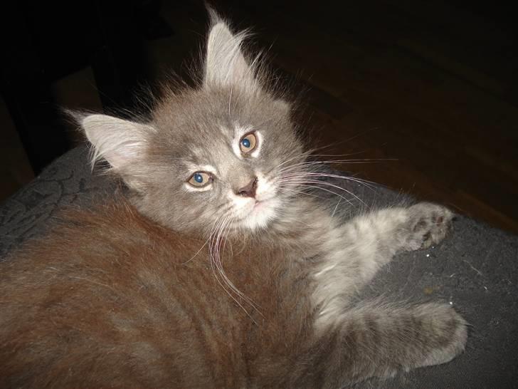 Maine Coon Luie - Er jeg ikke lækker billede 1