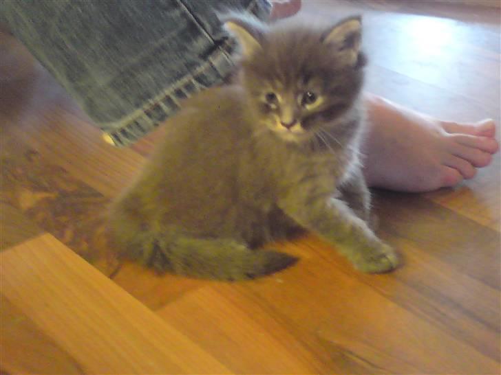 Maine Coon Luie - Hej her er jeg kun 4 uger det var her min mor købte mig billede 2