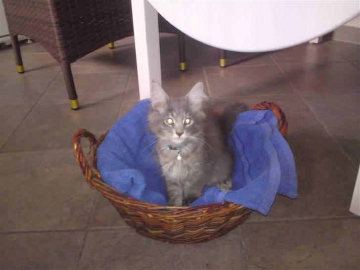 Maine Coon Luie - Er lige ankommet til mit nye hjem billede 3