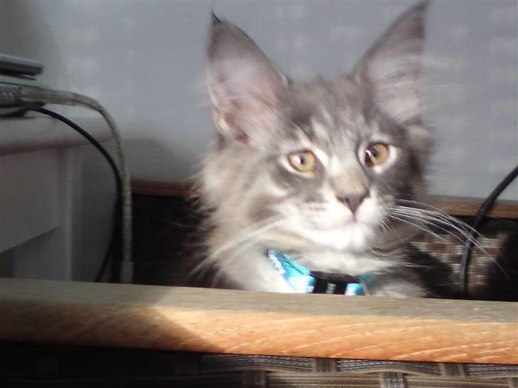 Maine Coon Luie - Tit tit billede 4