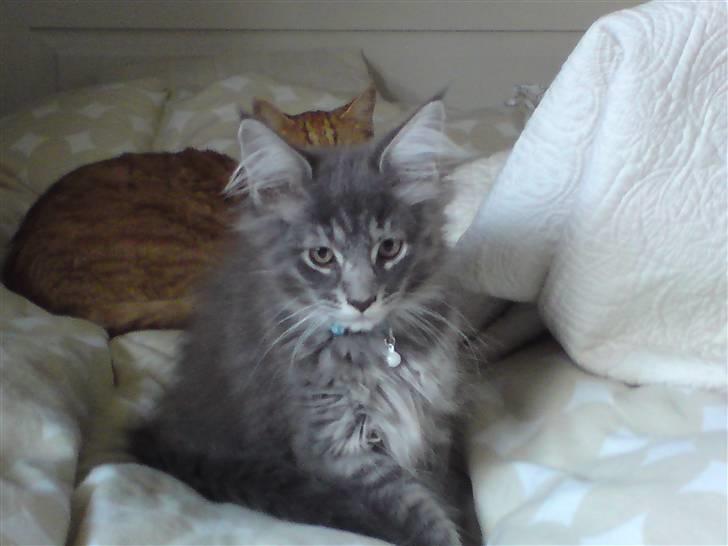 Maine Coon Luie - Se nu ligger jeg ved siden af min bror billede 5