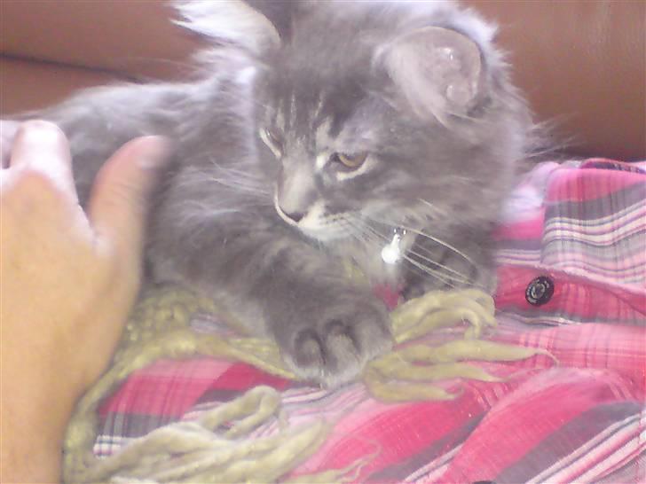 Maine Coon Luie - Hygger hos min nye far billede 6