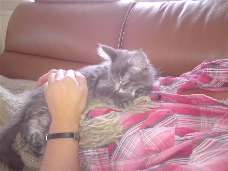 Maine Coon Luie - Hygger billede 7