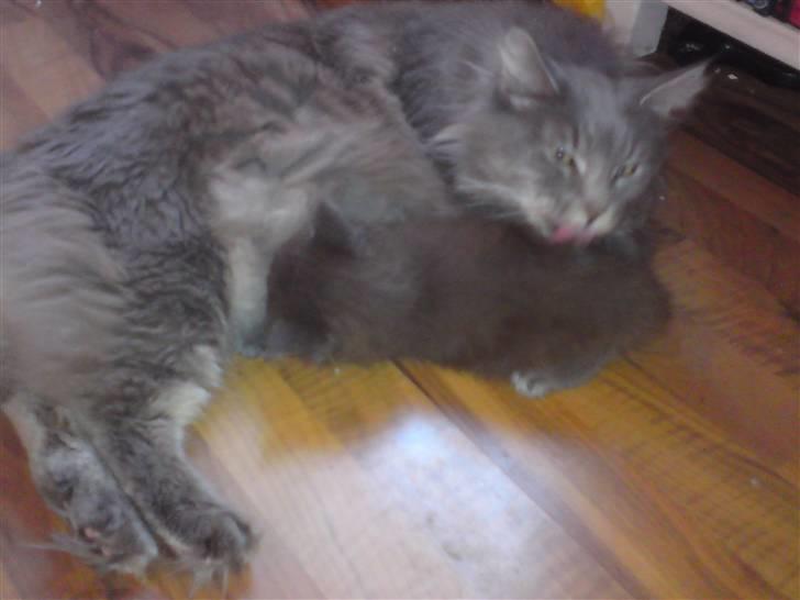 Maine Coon Luie - Og her får jeg mad hos min rigtige mor billede 8