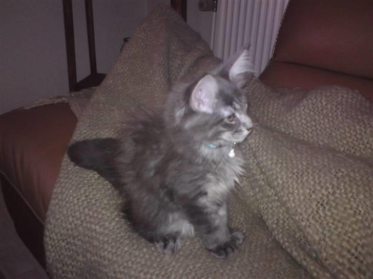 Maine Coon Luie billede 9