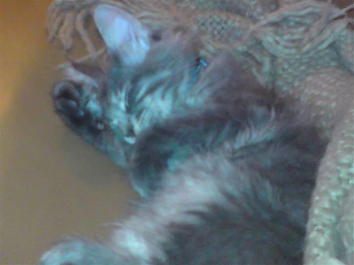 Maine Coon Luie - Hygger billede 10