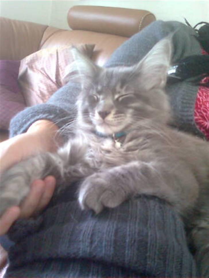 Maine Coon Luie billede 11