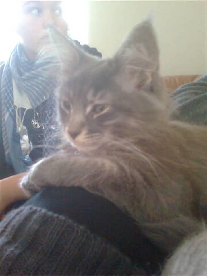 Maine Coon Luie billede 12