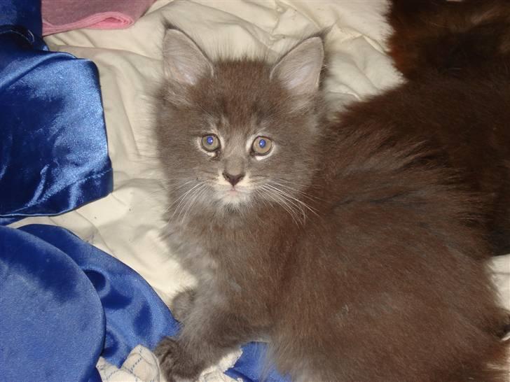 Maine Coon Luie - Smukke mig billede 13