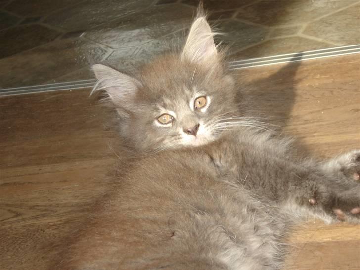 Maine Coon Luie - Får lige sol på maven billede 14