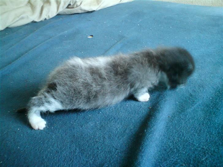 Huskat Kaizer R.I.P. - 3 uger gammel billede 15