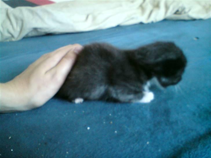 Huskat Evita R.I.P. - 3 uger gammel billede 14