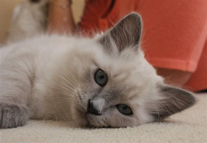 Hellig Birma Miss Malibu - Velkommen til lille Miss Malibu´s Profil :D billede 1