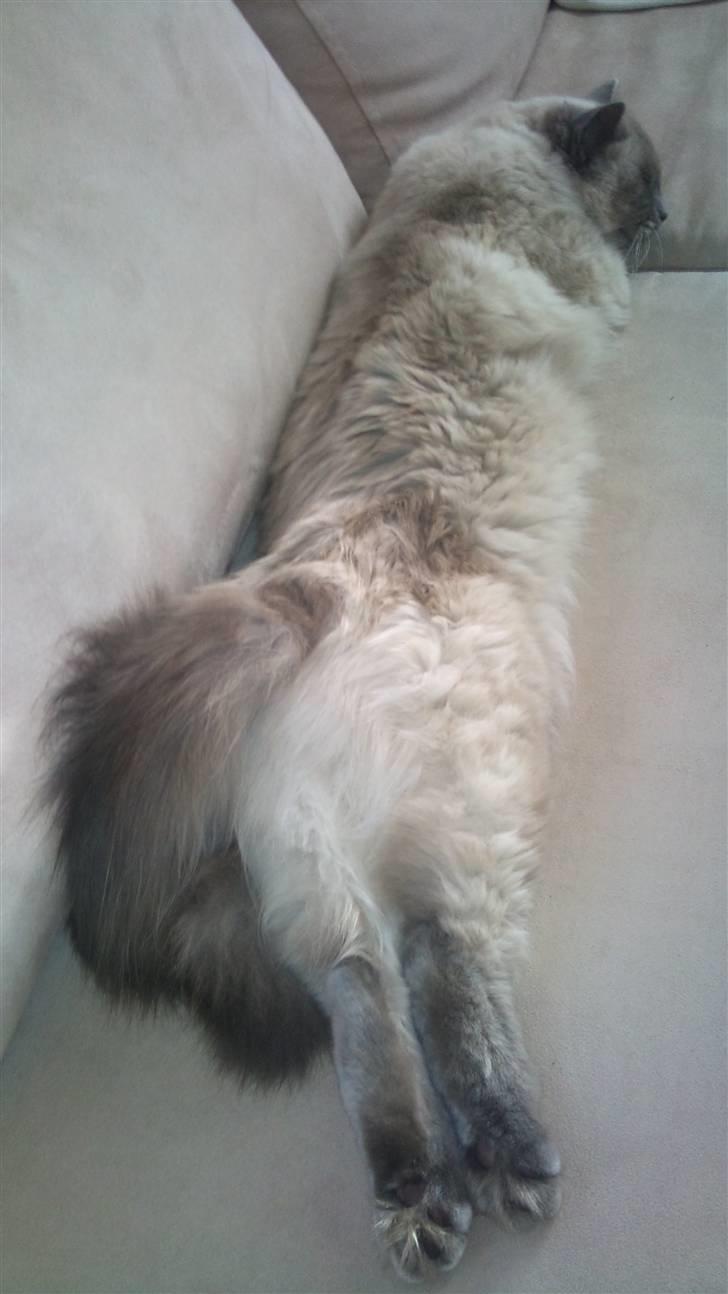 Hellig Birma Miss Malibu billede 2