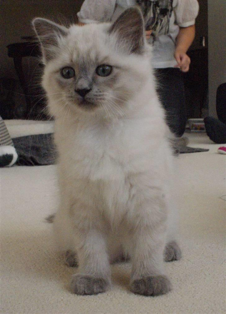 Hellig Birma Miss Malibu billede 3