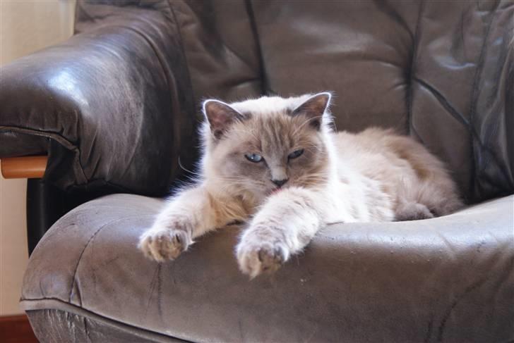 Hellig Birma Miss Malibu billede 4