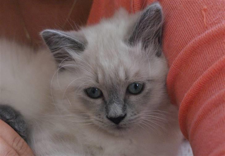 Hellig Birma Miss Malibu billede 5