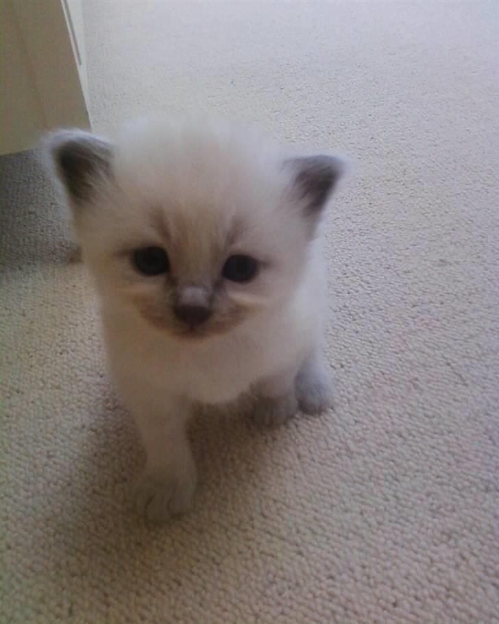 Hellig Birma Miss Malibu - Malibu som lille :D billede 6