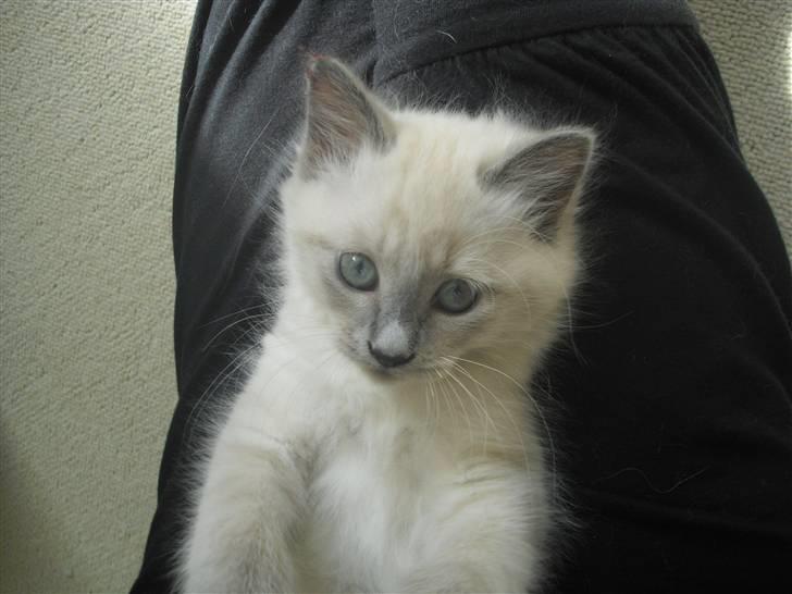 Hellig Birma Miss Malibu billede 7