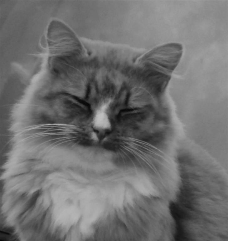 Blanding af racer Monty **SAVNES Stadig** billede 11