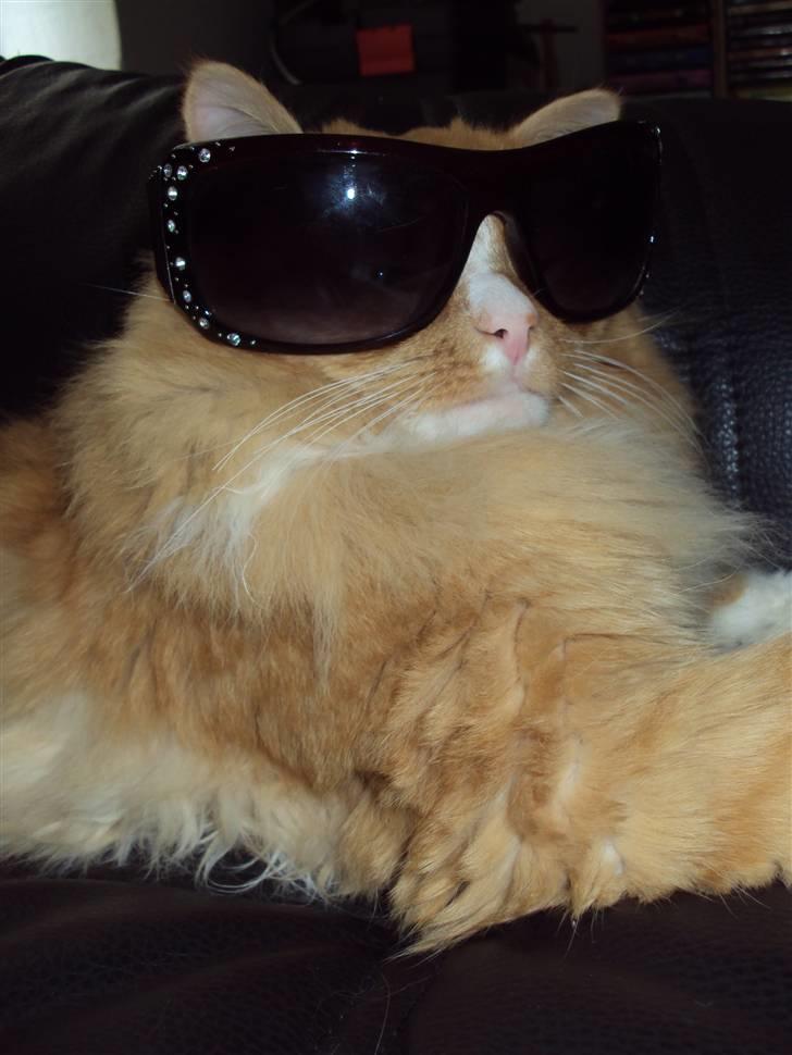 Blanding af racer Monty **SAVNES Stadig** billede 12