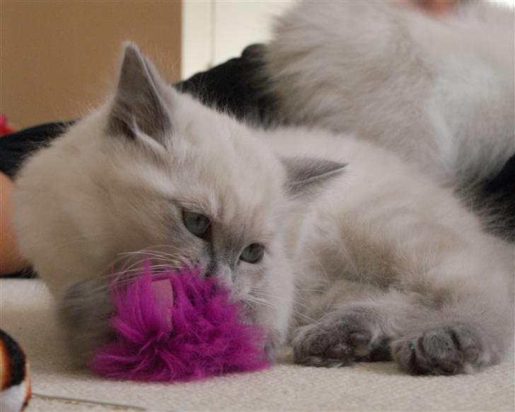 Hellig Birma Miss Malibu billede 8