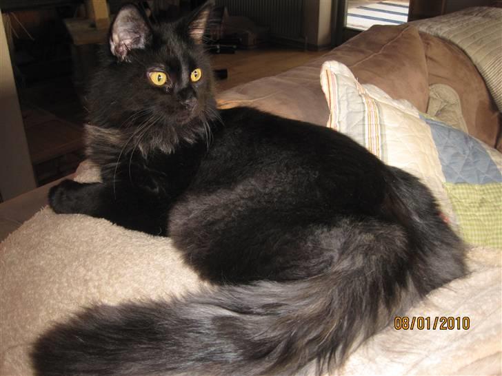 Blanding af racer Matrosen - Matrosen:) billede 1