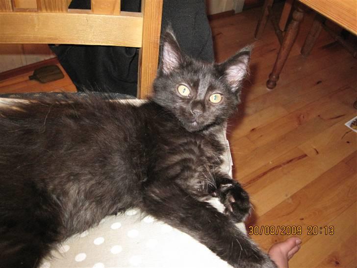 Blanding af racer Matrosen billede 2