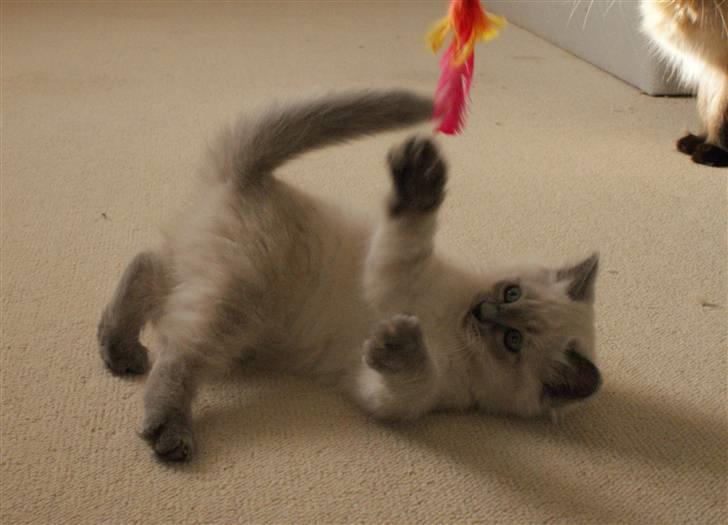 Hellig Birma Miss Malibu billede 9