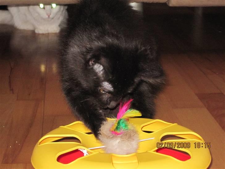 Blanding af racer Matrosen billede 3