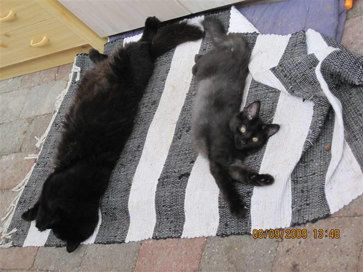 Blanding af racer Matrosen billede 4