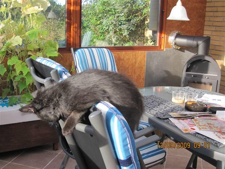 Blanding af racer Matrosen billede 5