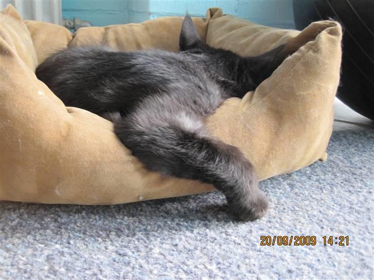 Blanding af racer Matrosen billede 6