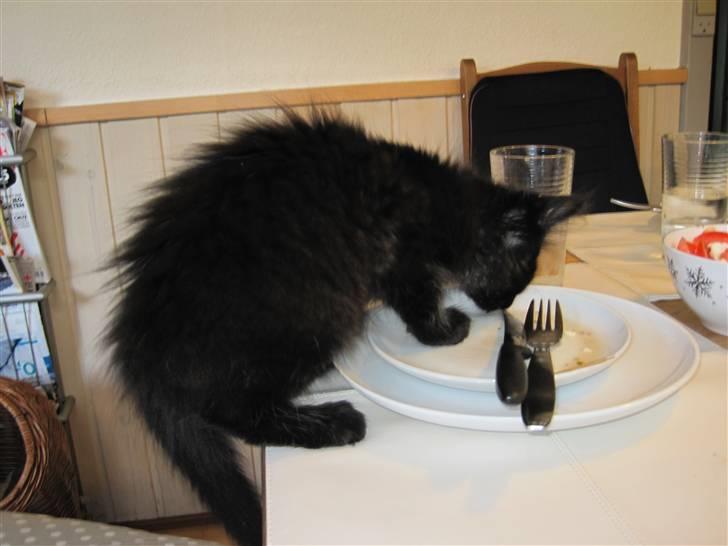 Blanding af racer Matrosen billede 7