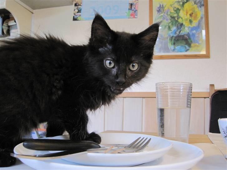 Blanding af racer Matrosen billede 8