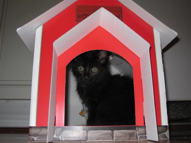 Blanding af racer Matrosen billede 9