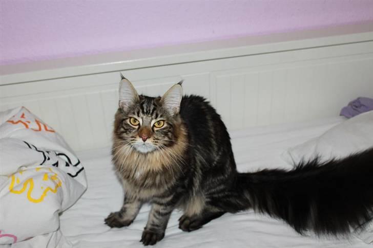 Blanding af racer Baltazar billede 8