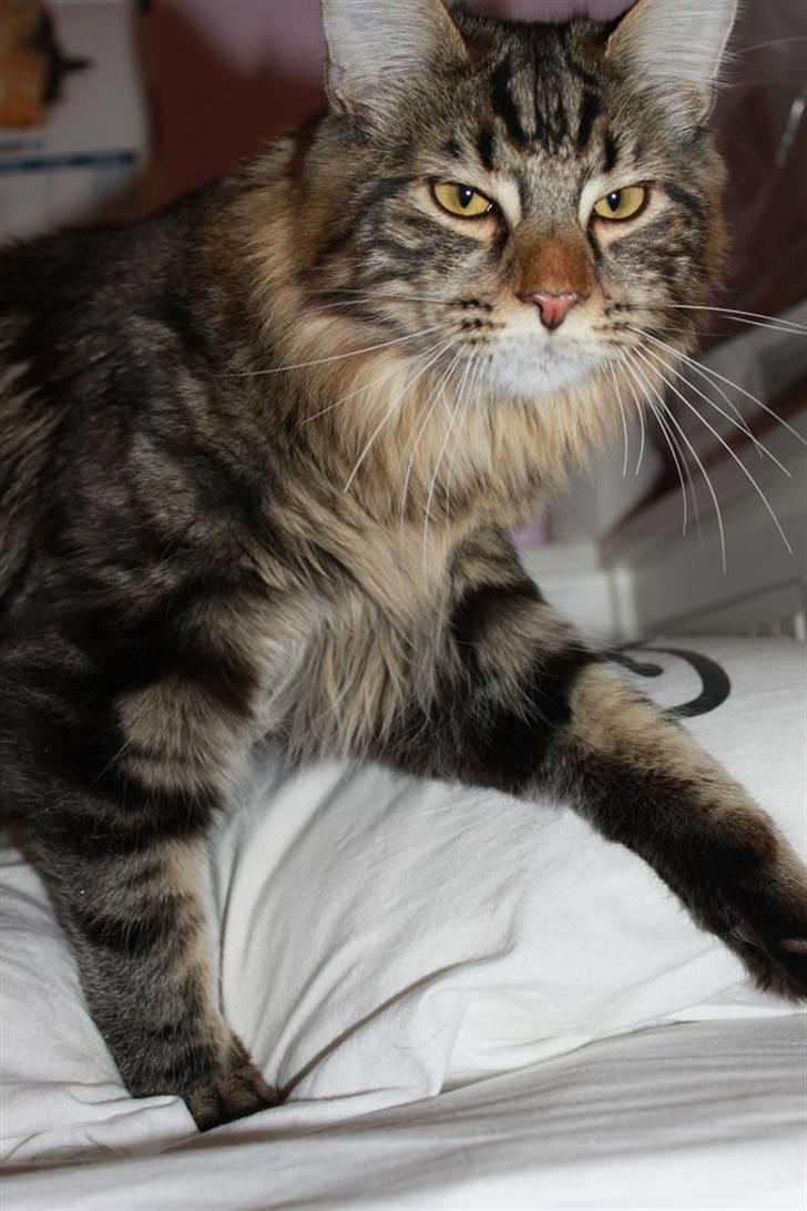 Blanding af racer Baltazar billede 9