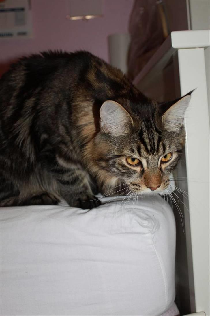 Blanding af racer Baltazar billede 10