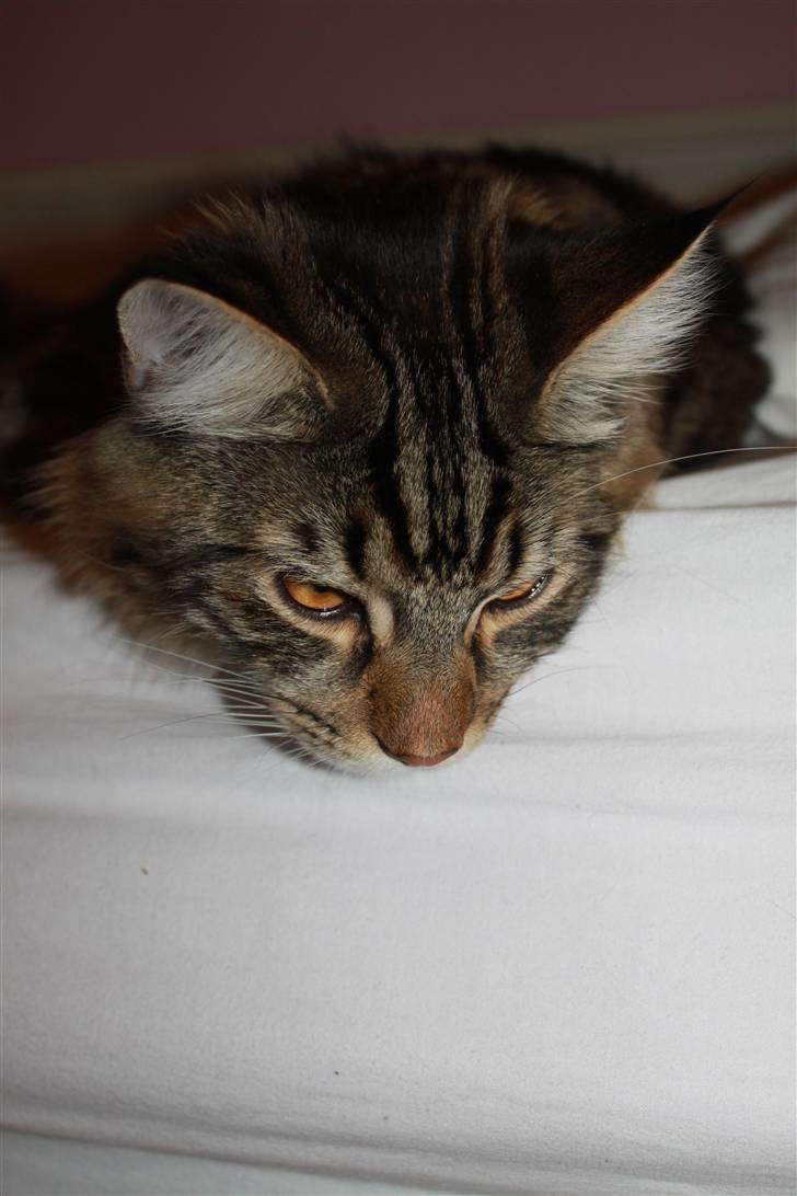 Blanding af racer Baltazar billede 11