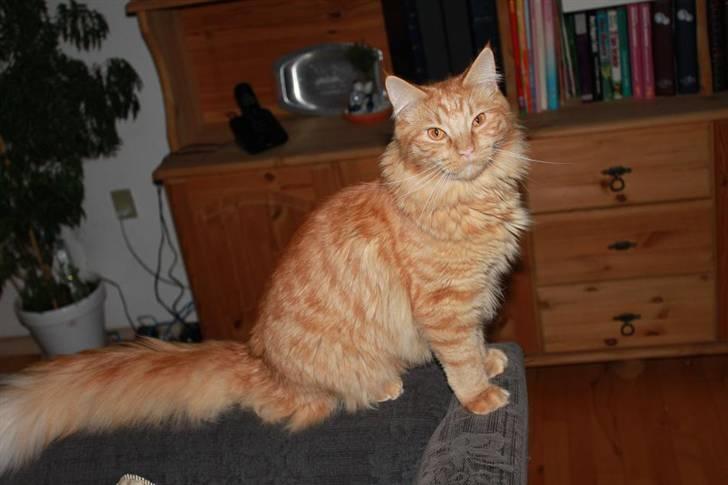 Blanding af racer Ferrari  billede 10