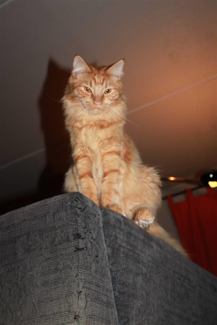 Blanding af racer Ferrari  billede 11