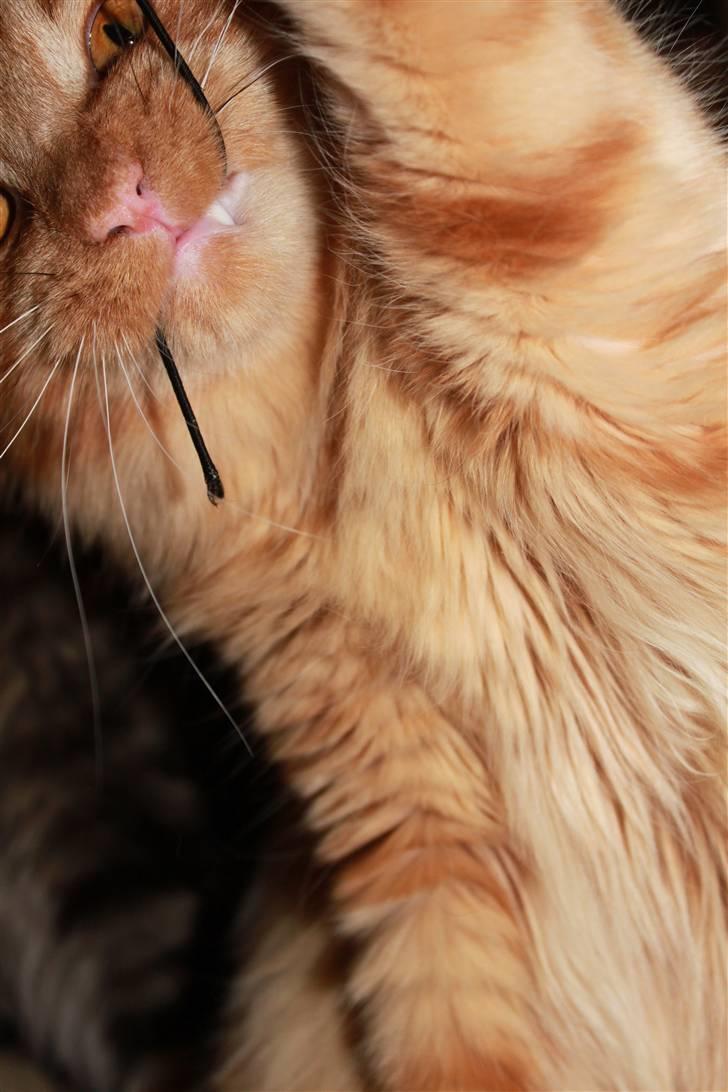 Blanding af racer Ferrari  billede 12