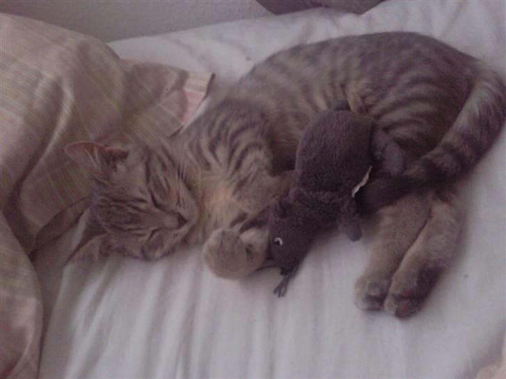 Blanding af racer Freja - Her er hun 16 uger gammel billede 1