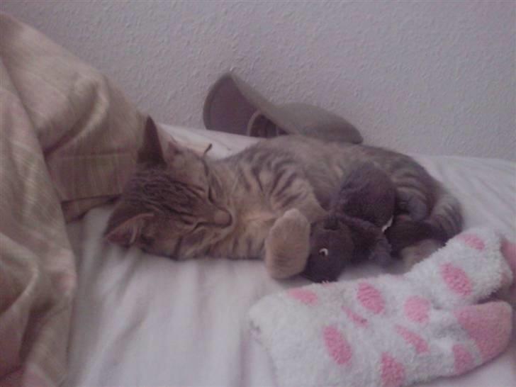 Blanding af racer Freja - Her er hun 16 uger gammel billede 2