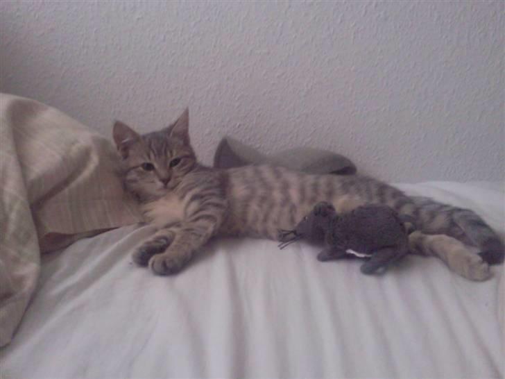 Blanding af racer Freja - Her er hun 16 uger gammel billede 3