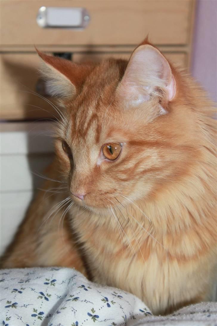 Blanding af racer Ferrari  billede 13