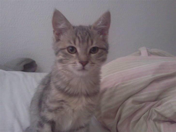 Blanding af racer Freja - Her er hun 16 uger gammel billede 4